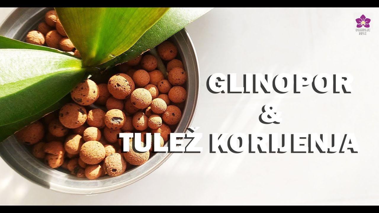 GLINOPOR i trulež korijenja orhideje - Kako izbjeći propadanje korijenja