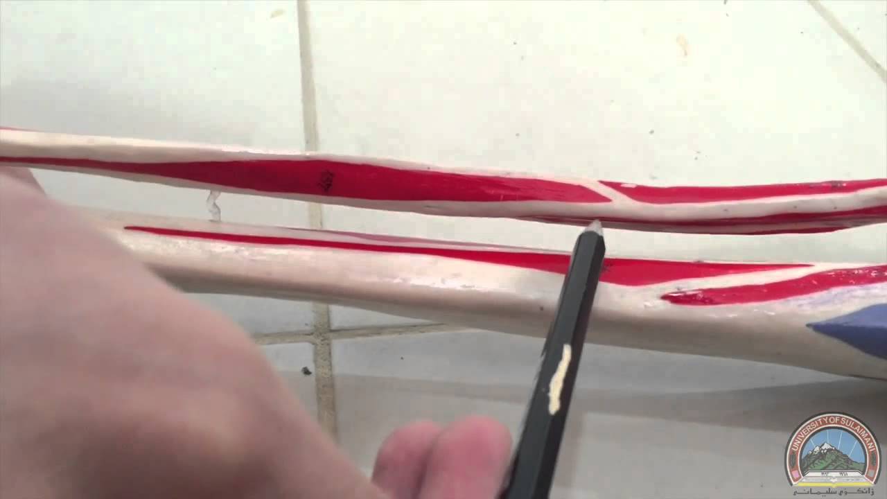 Anatomy of the Tibia & Fibula