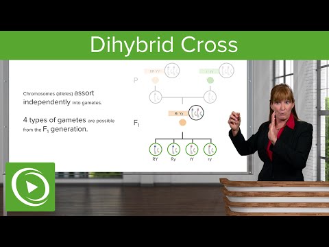 Dihybrid Crosses: P & F1- Generations– Genetics | Lecturio