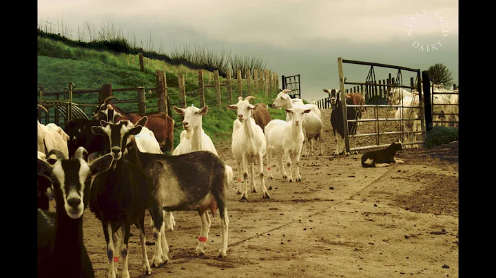 Mary Holbrook at Sleight Farm  Farm Visit on Film