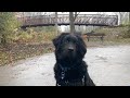 BEAR Walks 4 | Wooded Bike Path | Virtual Dog Walks POV | October 2020