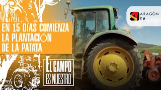 En 15 días comienza la plantación de la patata