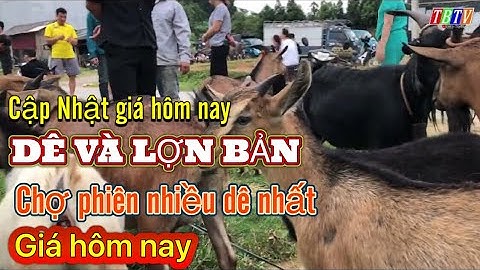 ĐI CHỢ PHIÊN XEM LỢN BẢN VÀ DÊ - CHỢ CỐC LY HÔM NAY | KHÁM PHÁ VÙNG CAO CÙNG TBTV