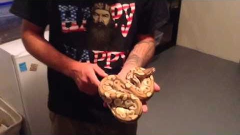 Quick update of 3 new ball python pickups