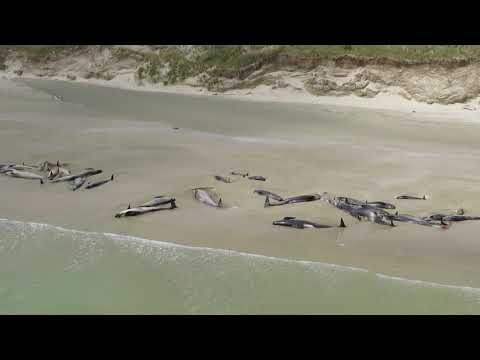 Video Mass pilot whale stranding at Rakiura/Stewart Island