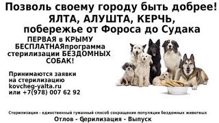 Алушта. Отлов и стерилизация бродячих собак от общественной организации «Ковчег» Алушта. Отлов и стерилизация бродячих собак от общественной организации «Ковчег»