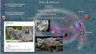 The pallas's cats