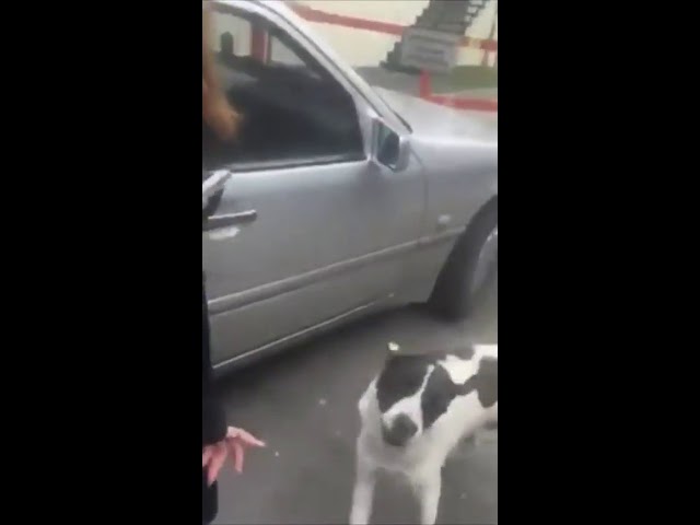 владелец собаки