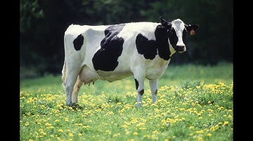 PROGRAMMING IN ALICE / CowTime by Nelson Ponce-Real