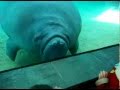 Manatee nose smush with honk sound effect