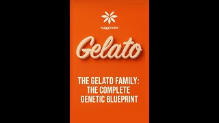 GELATO: THE COMPLETE FAMILY MAP 🍨🧬