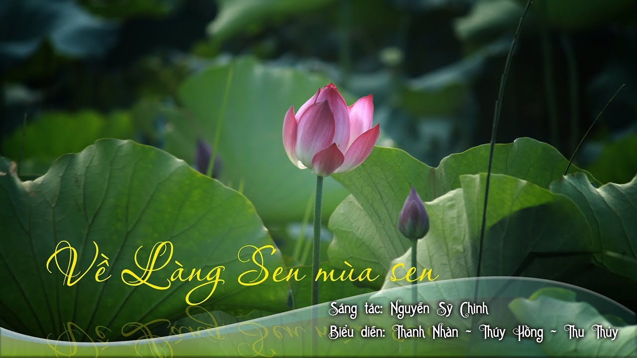 VỀ LÀNG SEN MÙA SEN - YouTube