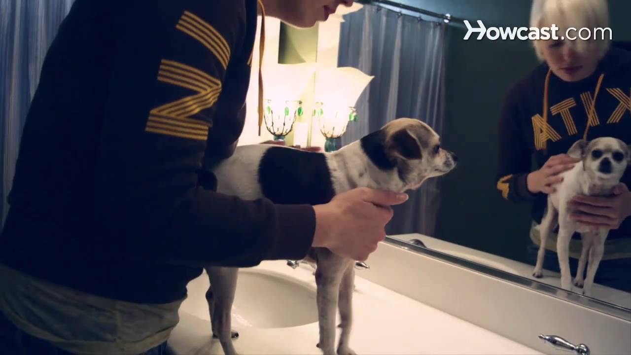 What Does Kidney Failure Look Like In Dogs