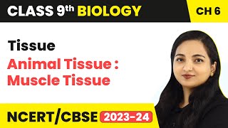 Animal Tissue : Muscle Tissue / Muscular Tissue - Tissue | Class 9 Biology Chapter 6 | 2023-24 Net Worth