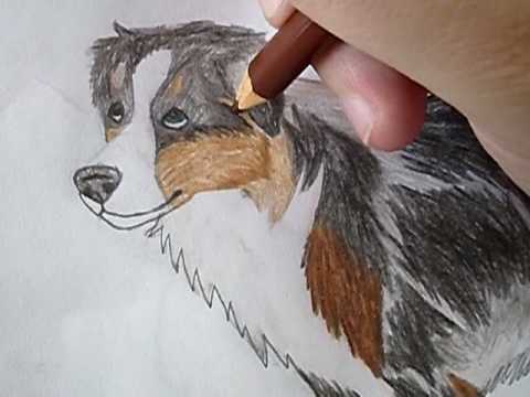 Drawing an Australian Shepherd. - YouTube