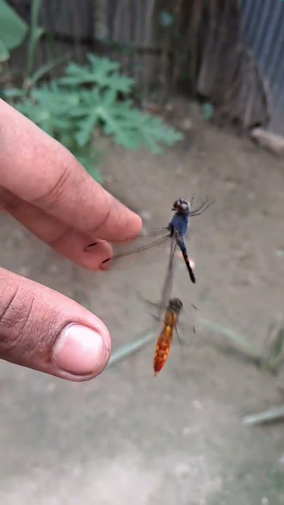 ফড়িং।#dragonfly #superslowmotion #beautiful  #tranding #viral  #bangladesh # #religion #tiktok