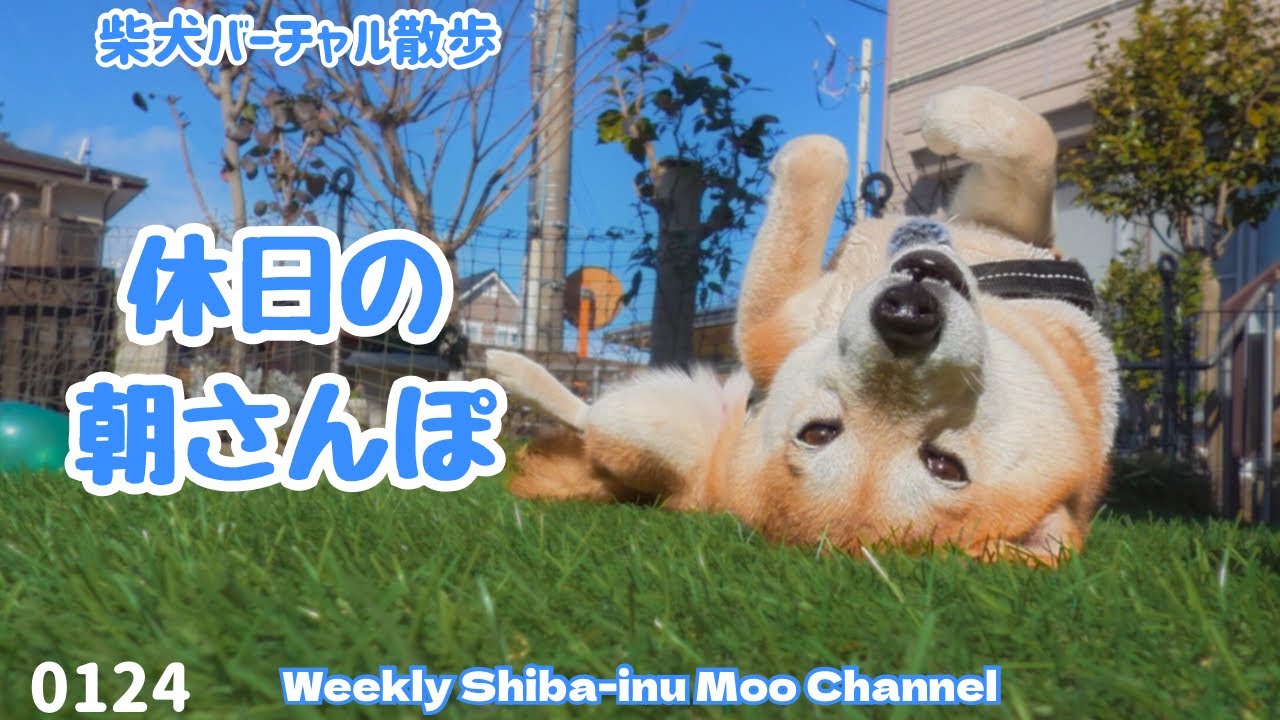 【柴犬】休日の朝さんぽ #休日085
