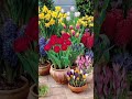 Какие композиции с🌷 тюльпанами будут отлично смотреться в горшках #луковичныецветы #горшок #тюльпаны