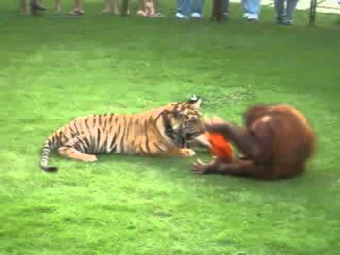 HARIMAU VS ORANG UTAN flv YouTube