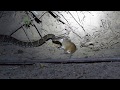 Bothrops leucurus- Jararaca malha de sapo comendo rato