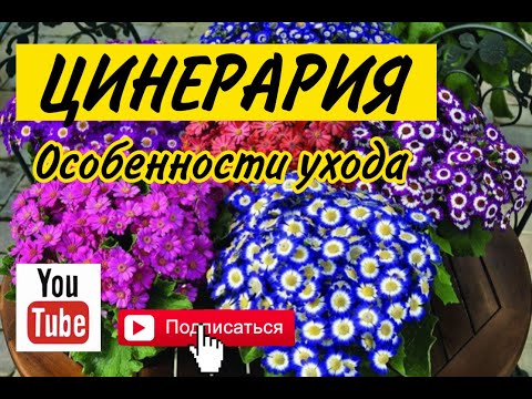 Видео: Как ухаживать за цинерарией?