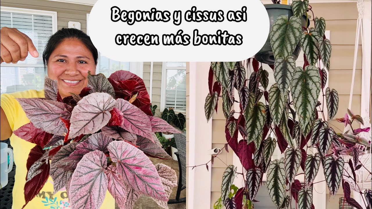 BEGONIAS  y CISSUS discolor propagación en agua y en tierra
