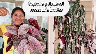 Begonia and Cissus discolor propagation in water and soil