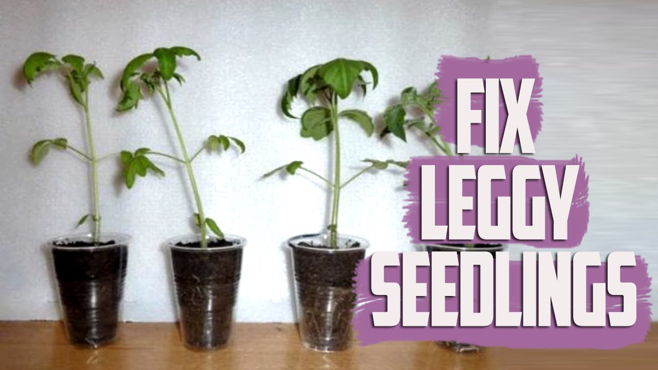 Fix Leggy Seedlings - How to Stabilize Seedlings - How to Fix Stretched ...