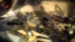 DIRT 2 - Debut Teaser HD