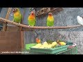 Lovebirds Activity - Meal Time and Play - Multicam