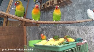 Lovebirds Activity - Meal Time and Play - Multicam