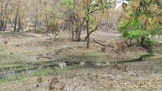 Bandhavgarh vlog(2)