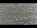 Watch: Nearly 2,000 set Guinness floating record in Argentina-Exclusive visuals