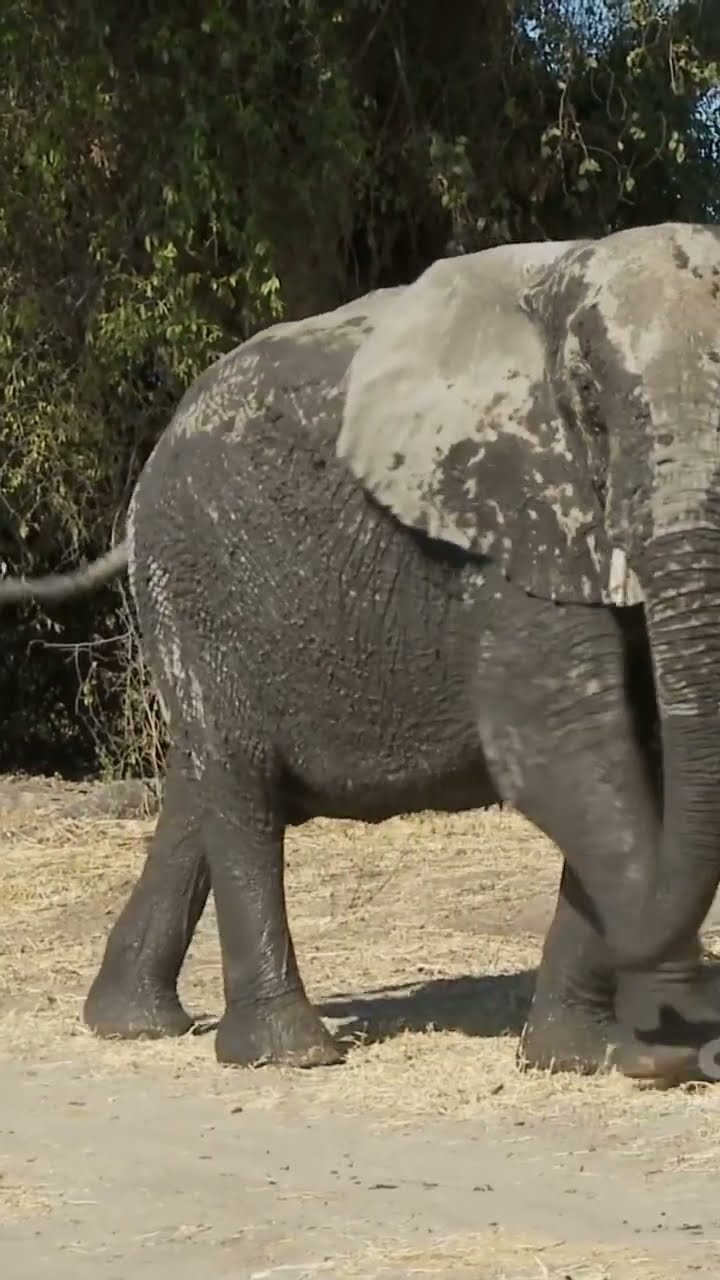 Top 5 Biggest Animals In The World YouTube top-5-biggest-animals-in-the-world-youtube