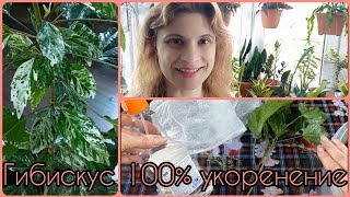 видео: Гибискус Снежная Королева🌹Возврат вариегатности за 41 день🌹100% результат укоренения🌹Размножение🌹 картинка: Гибискус Снежная Королева🌹Возврат вариегатности за 41 день🌹100% результат укоренения🌹Размножение🌹
