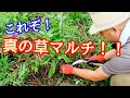 【自然菜園】竹内さんに学ぶ「草マルチと補いのワザ」!