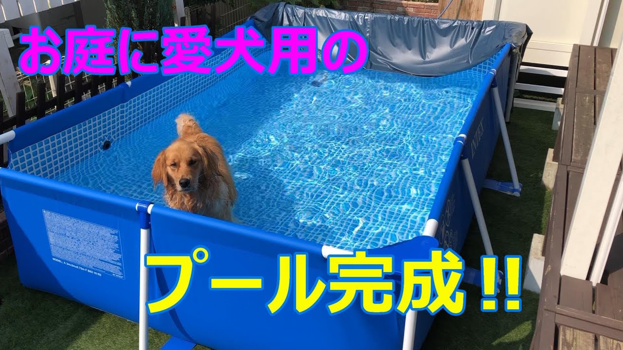 庭に犬用プールを作り27年ぶりに夏を満喫 最初は怖がっていた犬も入ったら大喜び楽しいそうな犬が可愛すぎ Youtube 庭に犬用プールを作り27年ぶりに夏を満喫 最初は怖がっていた犬も入ったら大喜び楽しいそうな犬が可愛すぎ Youtube