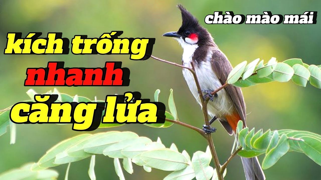 Chào mào mái kich trống