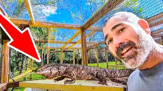 Putting the final touches on the young Black Throat Monitors enclosures!