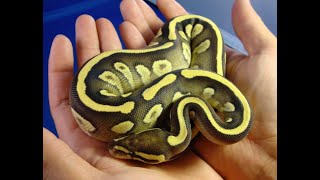 Learn about the Ember and Sulfur Ball Python Morphs