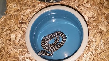 Maternal Incubation Carpet Python Breeding