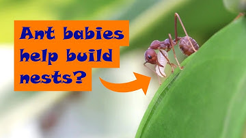 How Weaver Ants Build Their Nest