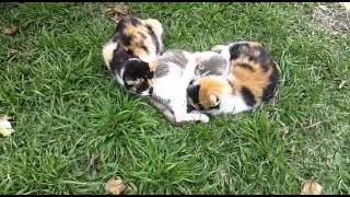 Tres gatas y otro gatito screenshot 5