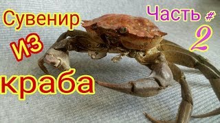 Как сделать чучело из краба. Сувенир из краба своими руками.