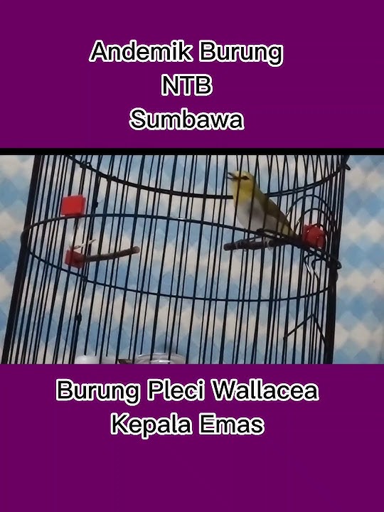 Burung Andemik NTB Sumbawa Pleci Wallacea Gacor Dorr!!! Pancingan Pleci Malas Bunyi.