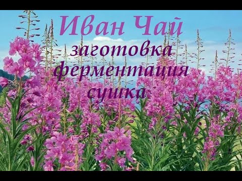 Иван Чай. заготовка,ферментация,сушка.