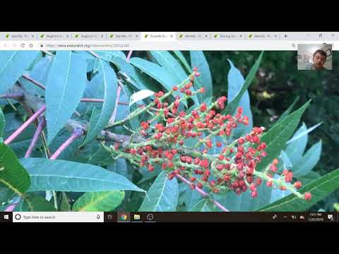 Staghorn vs Smooth Sumac - How to Identify Sumacs