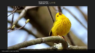 Bird Migration and Song: SciAm LIVE