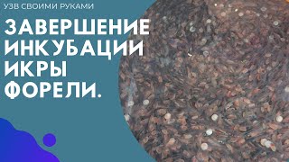 Инкубация икры форели. Пересадка в личиночник