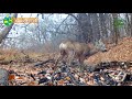 The European roe deer came to drink in the forest. Европейская косуля пришла на водопой в лесу.